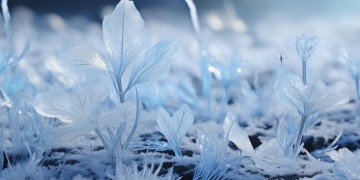 诛仙手游里的冰什么花究竟是什么？